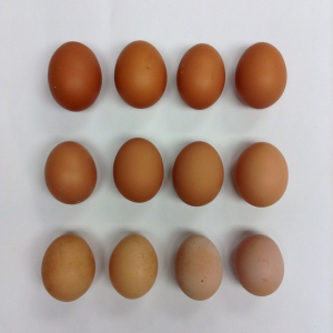 Eggs from the chickens! Photo taken from the Grantham Community Garden album.