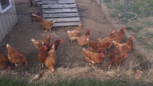 Enjoy this picture of the chickens next to our Garden Expansion :) 